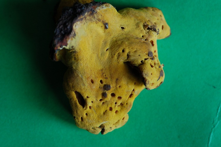 Miniera di Gambatesa 28